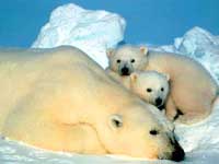 http://us.i1.yimg.com/us.yimg.com/i/my/yplus/csp_pcm_sbc_dial/cms.my.yahoo.com/uploads/feb2005/polar_bears.jpg