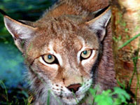 http://us.i1.yimg.com/us.yimg.com/i/my/yplus/csp_pcm_sbc_dial/cms.my.yahoo.com/uploads/mar2005/european_lynx.jpg