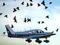 FAA: Bird strikes double at big airports