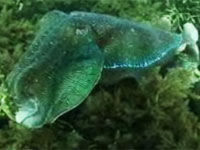 Camera catches fish's amazing changes