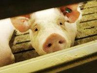 Swine flu experts: Don't blame the pig