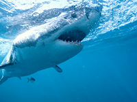 Worst shark-attack beaches in U.S.