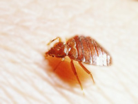 Tiny bedbugs make a resurgence in U.S.