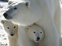 Polar bear decision dismays environmentalists