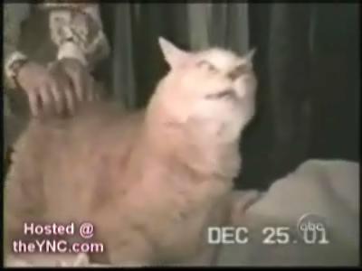 funny cats video. Are super funny cat videos;