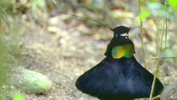 Planet Earth: Birds of Paradise. @ Yahoo! Video