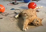 An Engineer s Guide to Cats @ Yahoo! Video