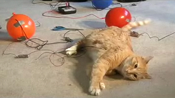 An Engineer s Guide to Cats @ Yahoo! Video