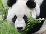 Xiang Xiang the panda died in the wild. (AP)
