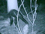 ** THE ASSOCIATED PRESS CANNOT AUTHENTICATE THE CONTENT OF THESE IMAGES ** This image provided Monday, Oct. 29, 2007 by hunter Rick Jacobs shows an image taken by a camera with an automatic trigger set up in Pennsylvania's Allegheny National Forest on Sept. 16, 2007. The only thing certain about the critter photographed by a hunter's camera is that some people have gotten the notion it could be a Sasquatch, or bigfoot. Others say it's just a bear with a bad skin infection. (AP Photo/Rick Jacobs) 