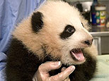 This photo provided by the San Diego Zoo shows the zoo's newest giant panda cub. Since 2003, the giant panda pair  Bai Yun and  Gao Gao have produced three cubs, including this one, making them one of the most successful panda couples ever in captivity. (AP Photo/San Diego Zoo, Ken Bohn)