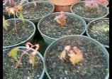 Plantulas diversas, en principio del bonsai. @ Yahoo! Vídeo